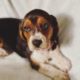 Basset Hound Puppies from Low and Slow Basset Hounds