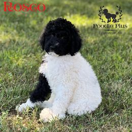 Poodle Puppies from Poodle Plus
