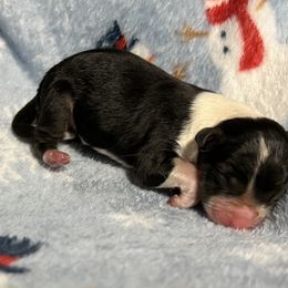 Girl 2 - Black tri-color female Australian Shepherd puppy in Powhatan, Virginia from Ohana Amstaffs and Aussies