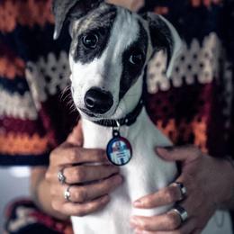 Whippet Puppies from Smithfield Park