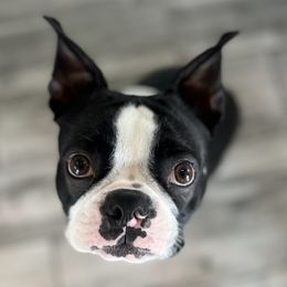 Pepe - Boston Terrier