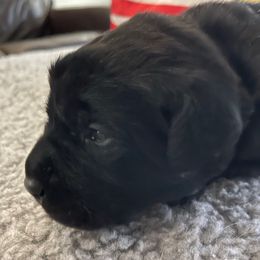 Valor 'Val' (Red collar) - Black male Labrador Retriever puppy in Grand Saline, Texas from Castle Hills Labradors