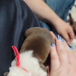 Boston Terrier Puppies from Amanda's Terriers