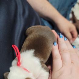 Boston Terrier Puppies from Amanda's Terriers