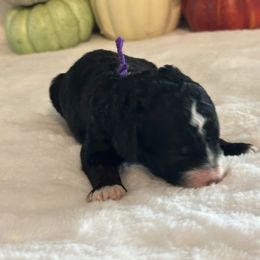 Audi - Tri-color female Bernedoodle puppy in Luana, Iowa from Country View Bernedoodles and Goldendoodles
