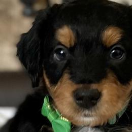 Boy 5 - Black tri-color Aussiedoodle puppy in Higginsville, Missouri from Davis Creek Kennel