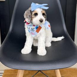Elephant (Elli) - Merle female Bernedoodle puppy in Salt Lake County, Utah from Coco Avenue Pups