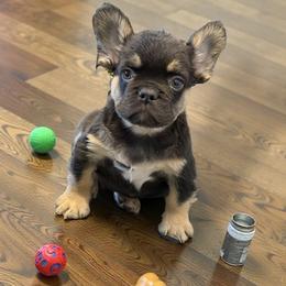 French Bulldog puppies from HOI Frenchies