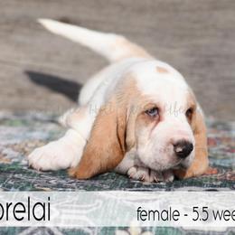 Lorelai - Lemon and white female Basset Hound puppy in Jefferson City, Missouri from Triple Hill Farm