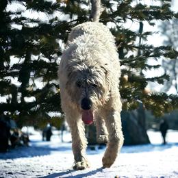 Queenie - Irish Wolfhound