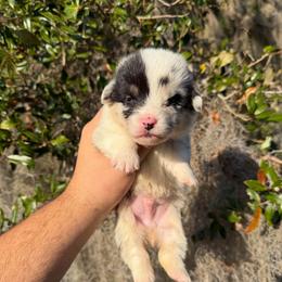 Spruce (Financing Available) - Blue merle and white male American Corgi puppy in Inverness, Florida from Canaan Farm Corgis