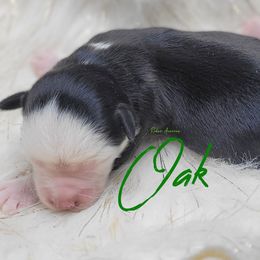 Oak - Black tri male Miniature Australian Shepherd puppy in Deer Park, Washington from Rodeo Aussies