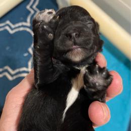 Delilah - Black female Schnoodle puppy in Temple, Texas from Schnauzers Of Taylor