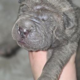 Snee-Foo - Blue male Chinese Shar-Pei puppy in Salem, Ohio from WrinkleMonsters
