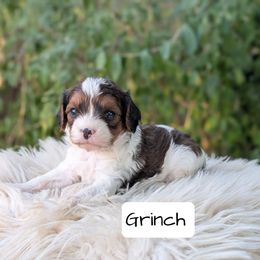Grinch - Tri-color male Cavapoo puppy in Amboy, Indiana from Wag'in Tails