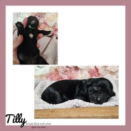 Tilly - Black female Schnoodle puppy in Lebanon, Missouri from Cedar Glades Canines