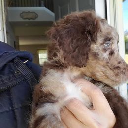 Aussiedoodle Puppies from Oatbird Ranch Aussiedoodles