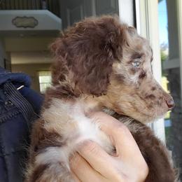 Aussiedoodle Puppies from Oatbird Ranch Aussiedoodles