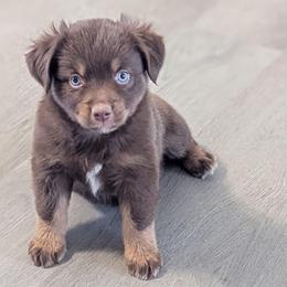 Hershey - Red tri female Toy Australian Shepherd puppy in Mountain Home, Idaho from LJK Boxers & Toy Aussies