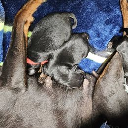 Boy 2 - male Manchester Terrier puppy in Oak Harbor, Washington from Spirit Kennels