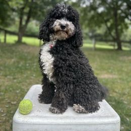 Magic - Goldendoodle