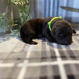 Labrador Retriever Puppies from Bagby Family Labradors
