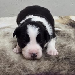Girl 2 Champion lines - Black female Border Collie puppy in Newalla, Oklahoma from Roughstock Border Collies and Dachshunds