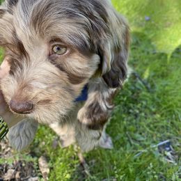 Goldendoodle Puppies from Doodles of NY