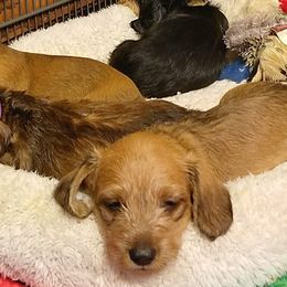 Dachshunds from Woodenshoe Kennel