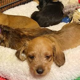 Dachshunds from Woodenshoe Kennel