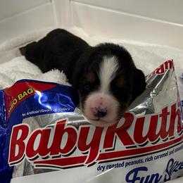 Baby Ruth - Tri-color female Bernese Mountain Dog puppy in Gardner, Kansas from Faith and Family Farm