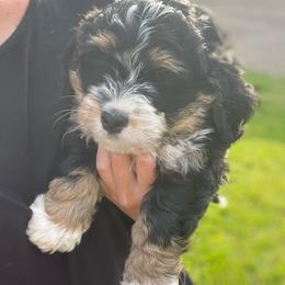 Otis - Tri-color male Bernedoodle puppy in Liberty, Pennsylvania from Mountain Springs Farm