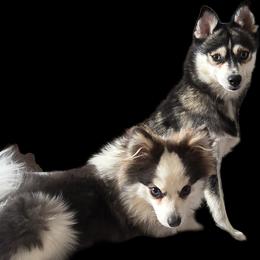 Pomeranian and Pomsky Puppies from Amazing High Desert Pomskys