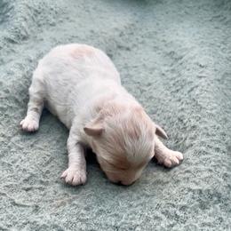 Sunny - Cream male Havapoo puppy in Norwood, Missouri from Neuroth Pup Co.