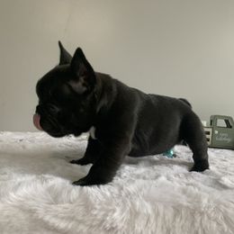 French Bulldog Puppies from Gotts Frenchies