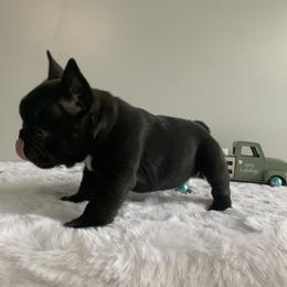 French Bulldog Puppies from Gotts Frenchies