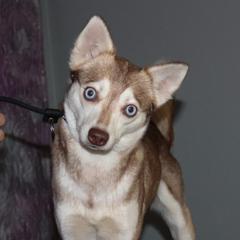 Nugget - Alaskan Klee Kai