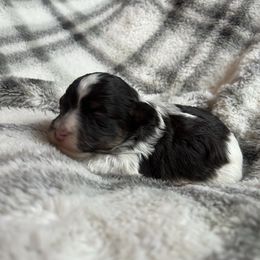 Oak - Chocolate male Havanese puppy in Starr, South Carolina from Home with Havanese