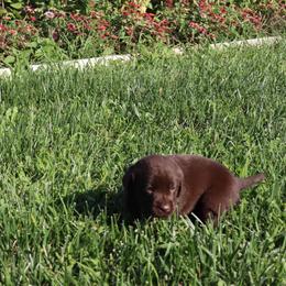 Ginger - Chocolate female Labrador Retriever puppy in Camden, Indiana from Camden's Caring Canines