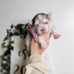 Pollen - Merle female Pomsky puppy in Cleveland, Ohio from Lake Point Pomskies