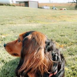 Monica - Dachshund
