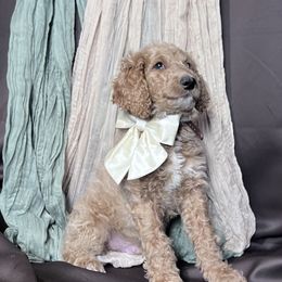 Axl - Goldendoodle puppy from Tar Heel Doods