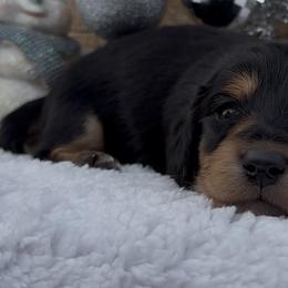 Minnie - Black and tan female Dachshund puppy in Desloge, Missouri from Snows Doxies
