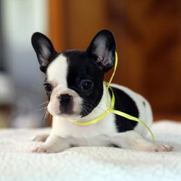 Yellow Collar - White and brindle female French Bulldog puppy in Wichita, Kansas from Phantasticus French Bulldogs