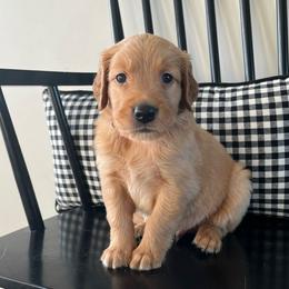 Orange - Golden male Golden Retriever puppy in Lake City, Minnesota from Windcliff Goldens