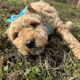 California blue  girl - Cream female Whoodle puppy in Smallett, Missouri from Leshas Whoodles
