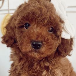 Cavapoos and Goldendoodles from Pedersendoodles