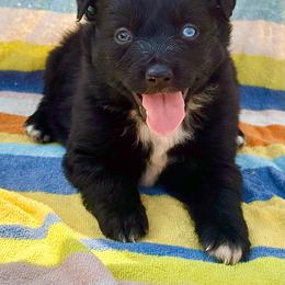 Black male - Black tri male Miniature Australian Shepherd puppy in Lemon Cove, California from Magic Ranch Mini Aussies