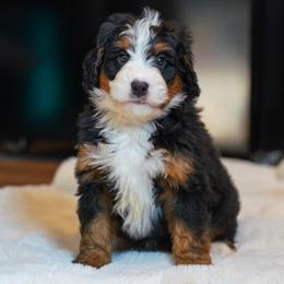 Butch - Tri-color male Bernedoodle puppy in Dundee, Ohio from Down Home Doodle