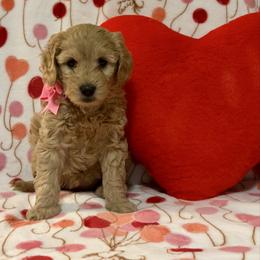Aurelia - Apricot female Goldendoodle puppy in Stroudsburg, Pennsylvania from Momma’s Mini Goldendoodles